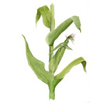 Zea mays